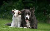 BORDER COLLIE 1537